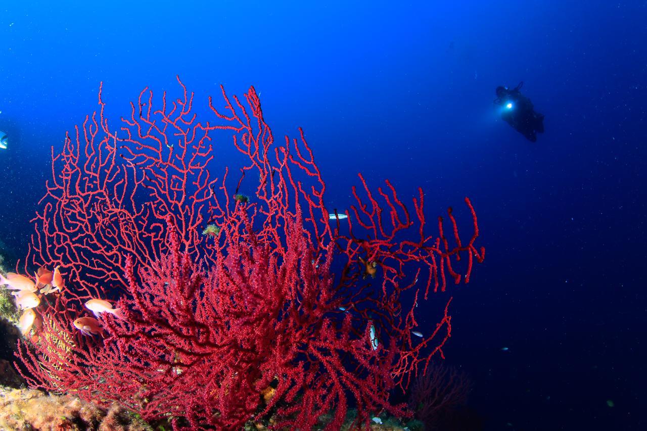 Gorgone rouge flamboyante et plongeur autonome dans le bleu profond
