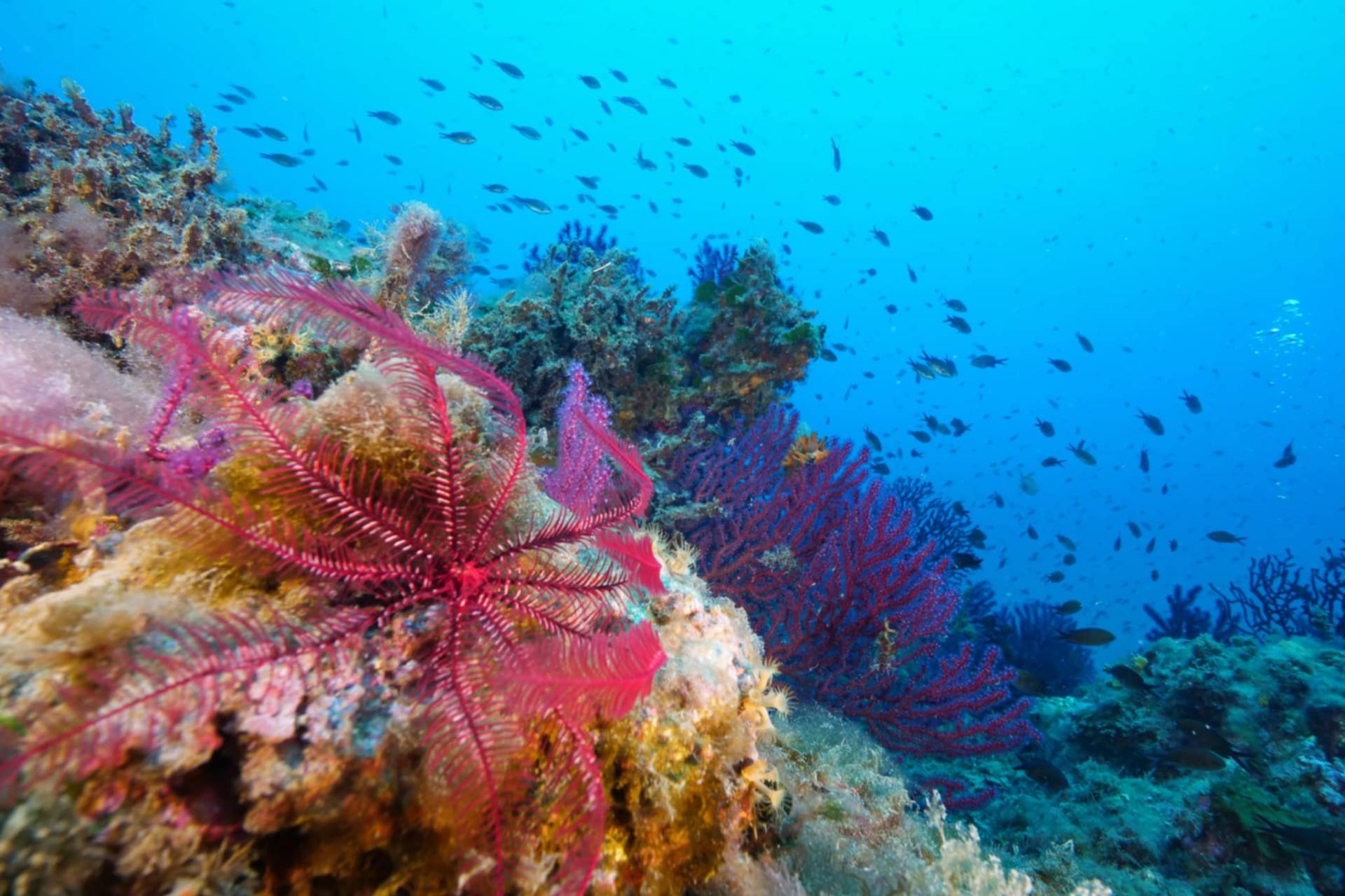 Comatule rouge et gorgones sur un récif méditerranéen coloré