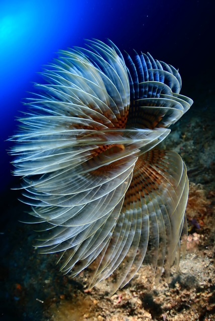 Spirographe déployant son panache en spirale en Méditerranée