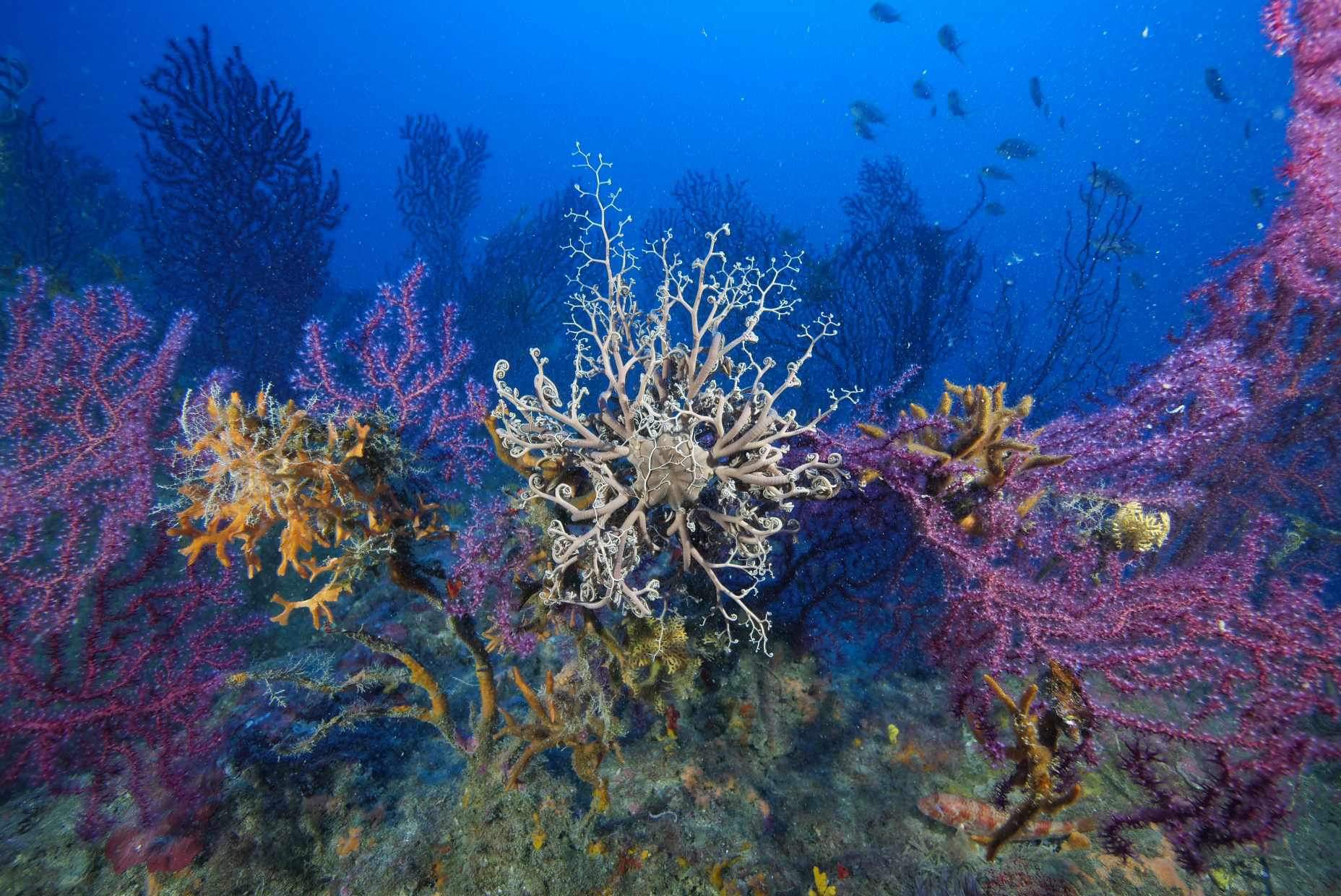 Gorgonocéphale déployé au milieu des gorgones rouges et violettes